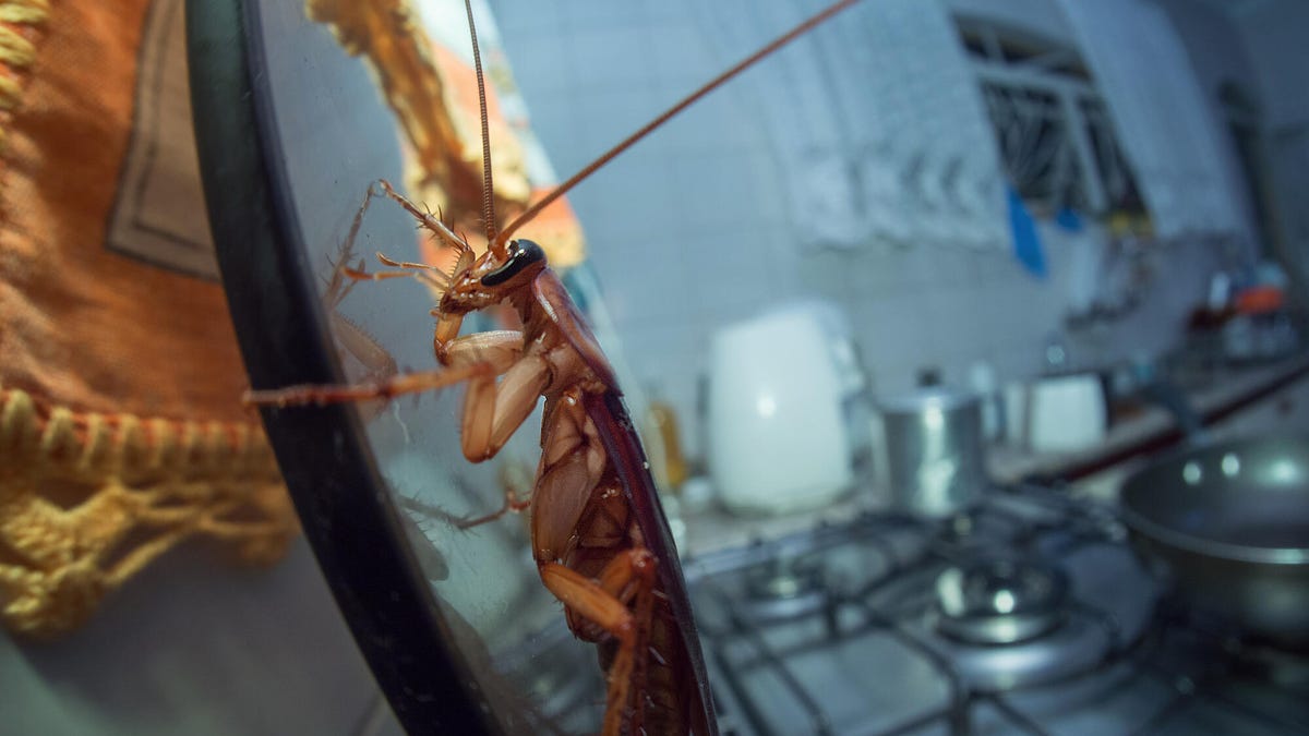 Can smart home sensors really detect cockroaches?