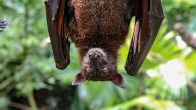 Correlation between infant mortality rate and bat population loss found