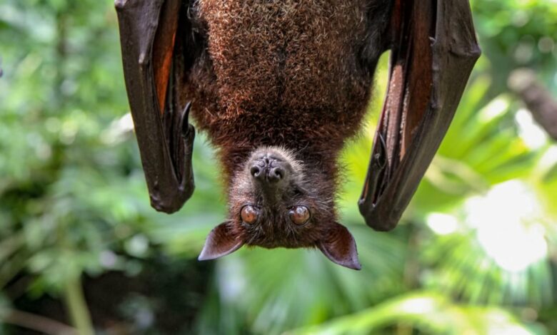 Correlation between infant mortality rate and bat population loss found