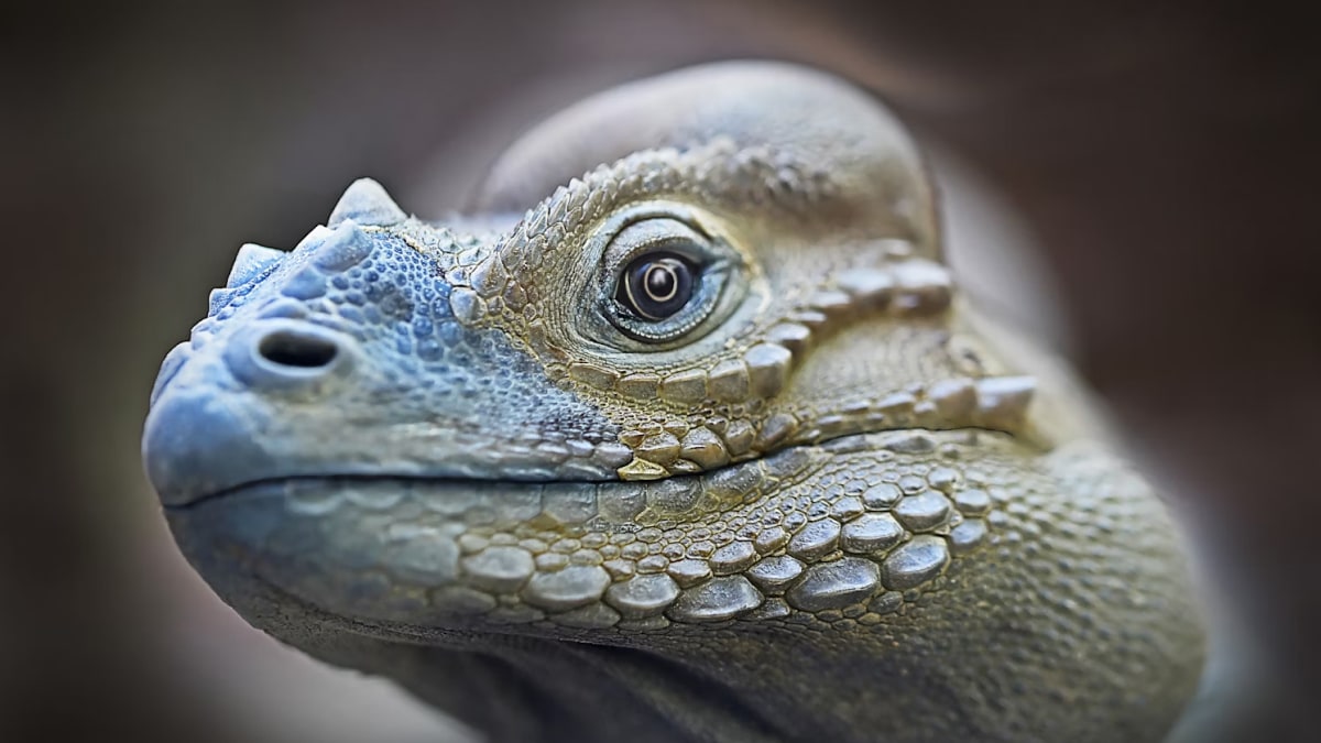 Diving lizards use air bubbles to breathe underwater