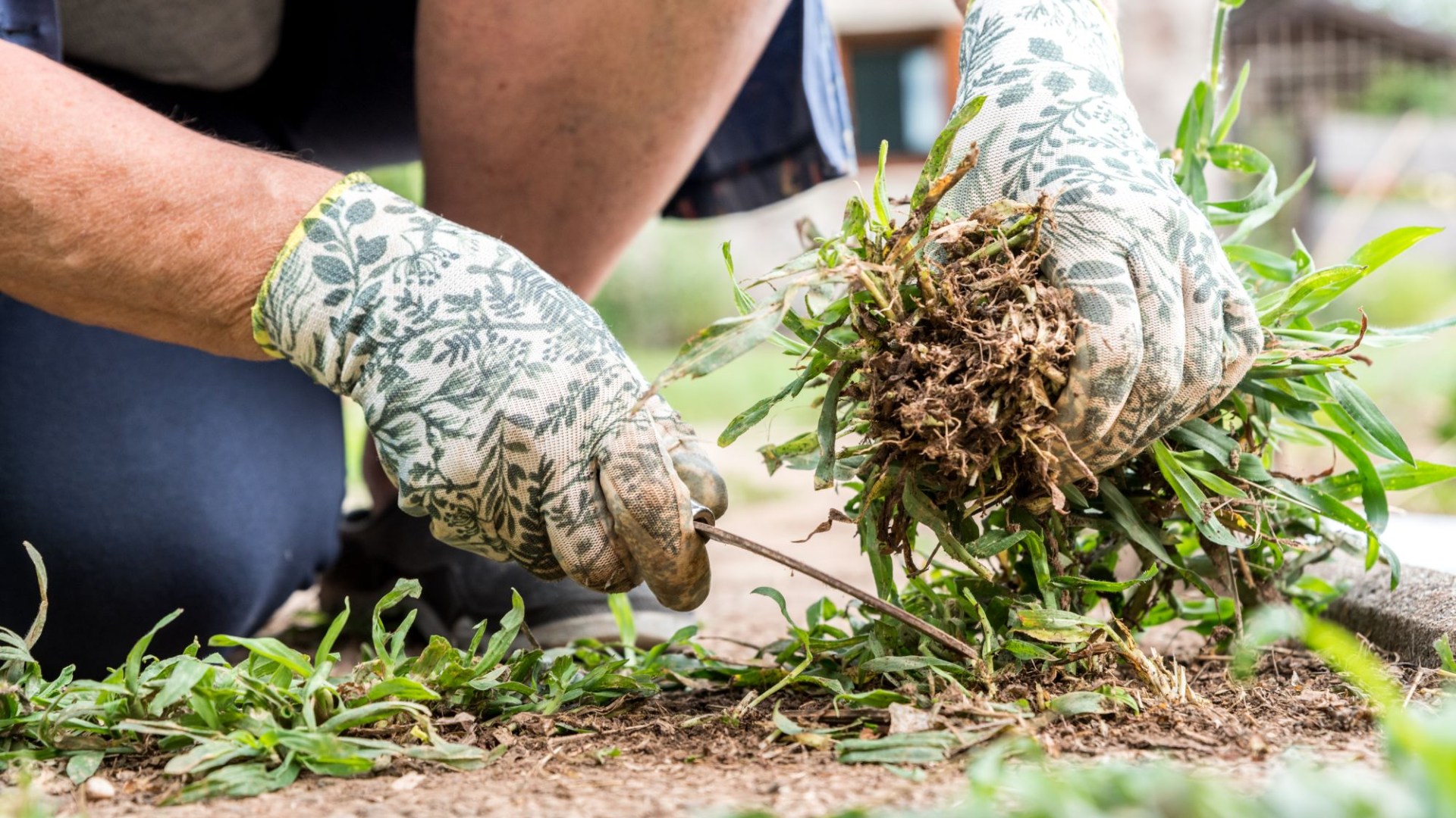 Expert shares 4 essential September chores to ensure a vibrant garden in spring