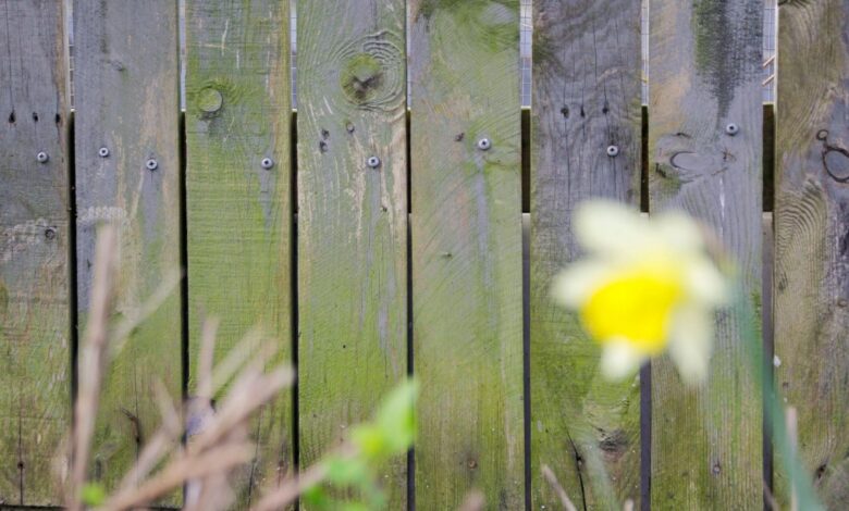 Garden enthusiasts share the ‘most effective way’ to remove green stains from your fence