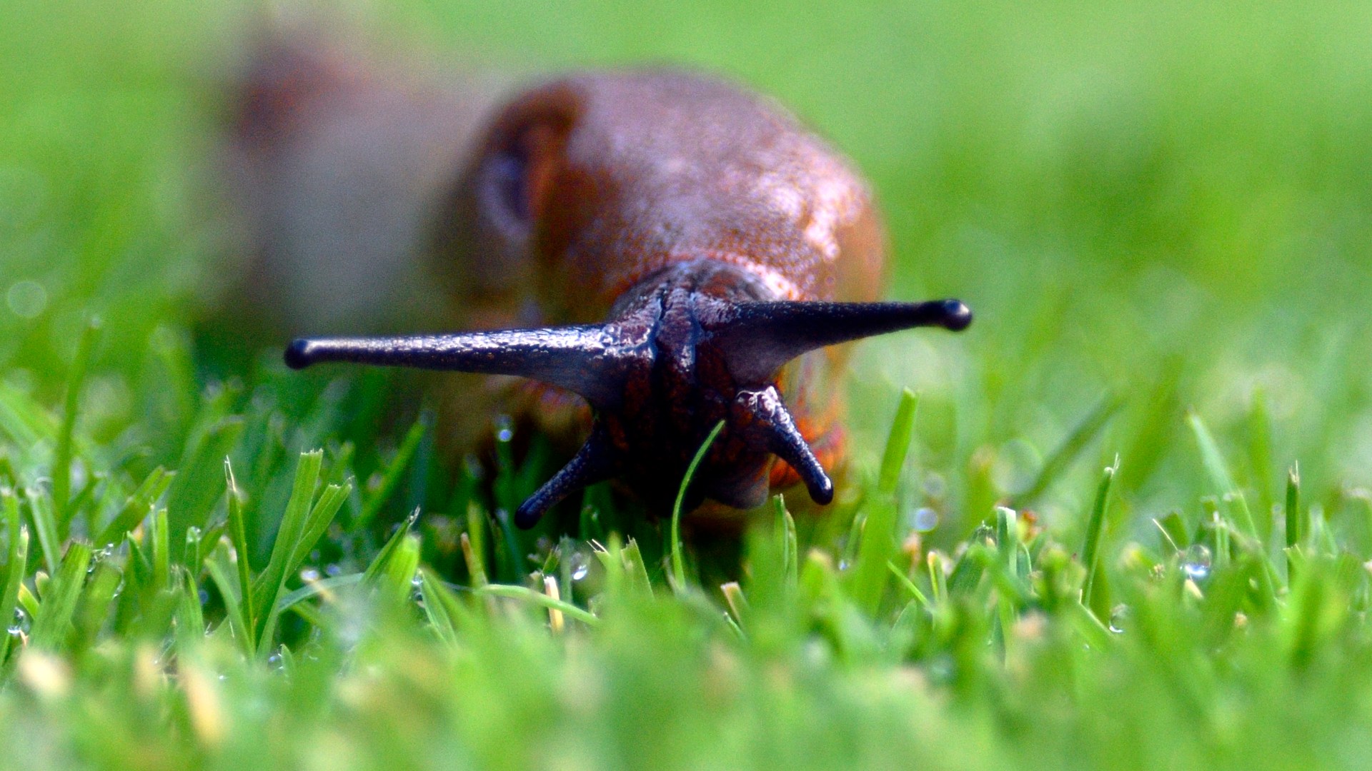 Gardener reveals two ‘hiding places for slugs’ and a £2 solution to keep them away