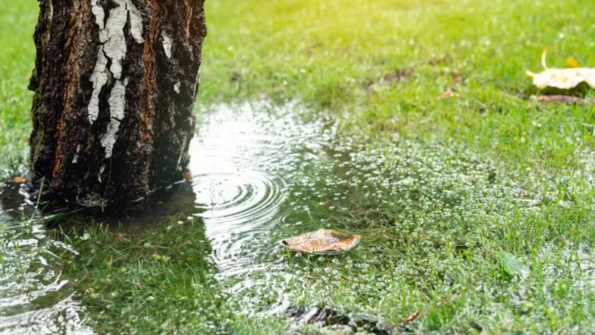 Gardener tells what to do if your garden is flooded or your lawn is under water