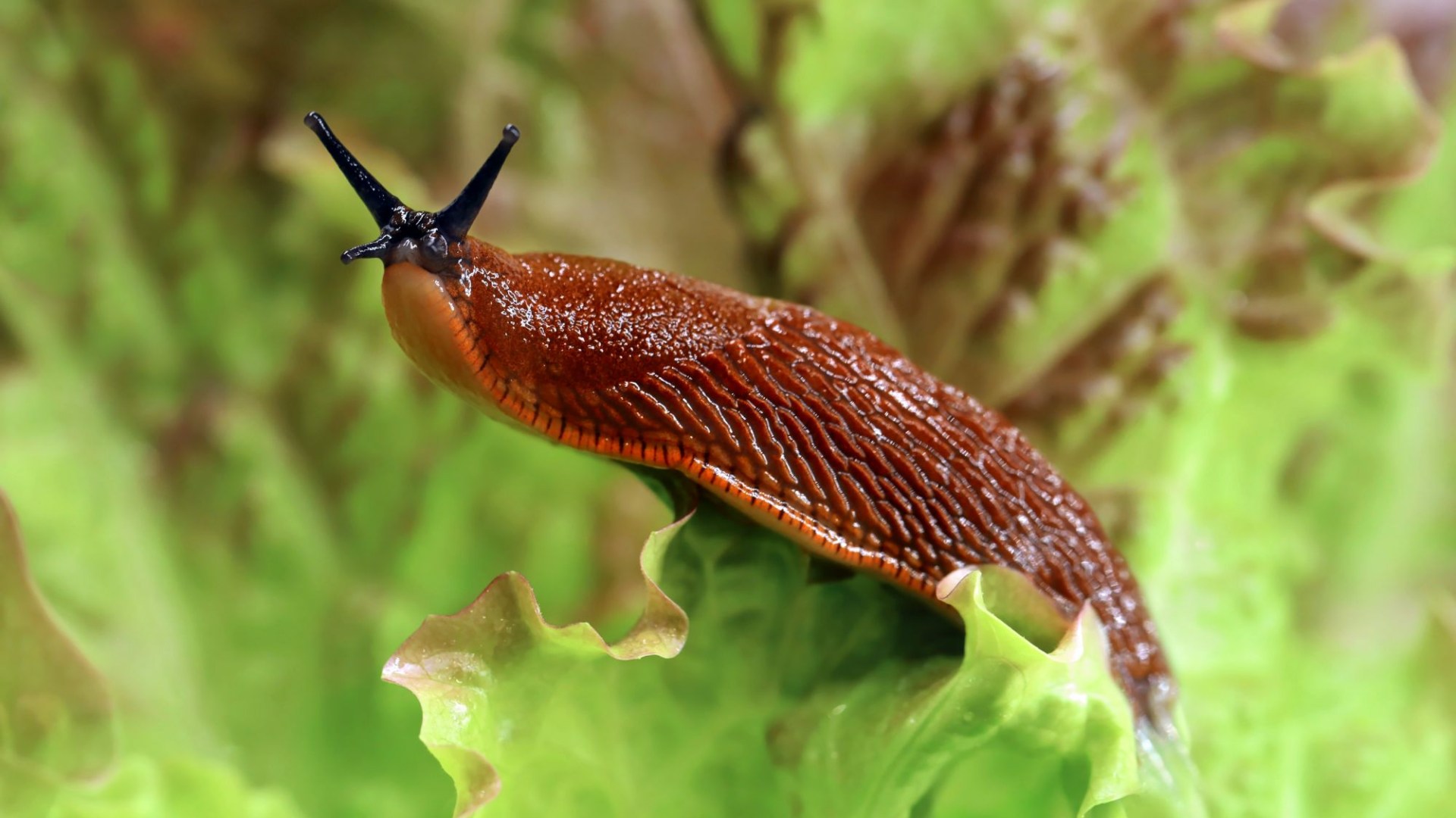 Gardeners are urged to try a £1 trick today to prevent slug infestations in October