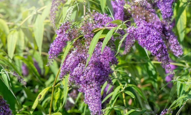 Gardeners warned over plant ‘as invasive’ as Japanese knotweed