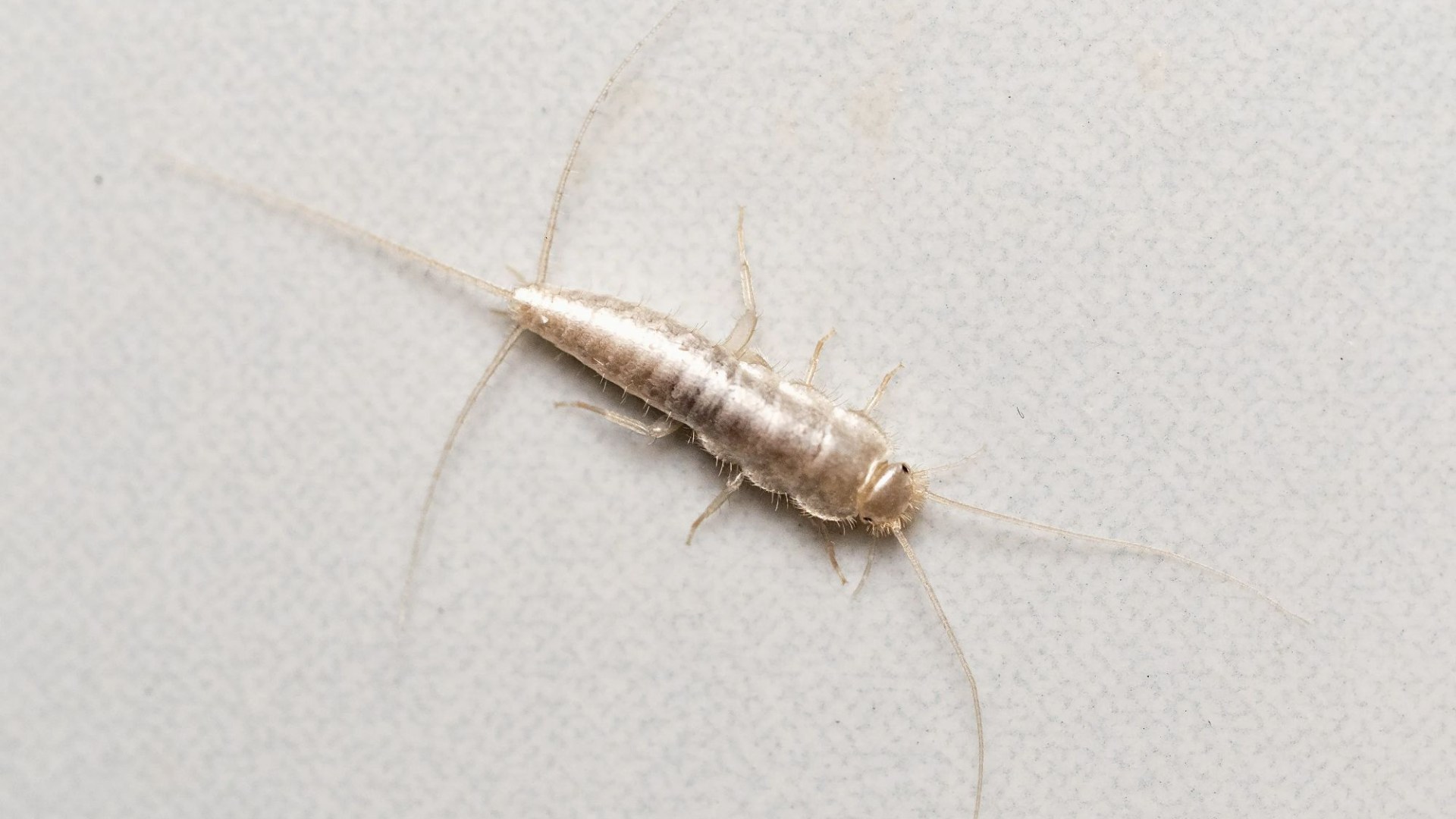 Get rid of silverfish with a £1.49 hack they ‘hate the smell of’