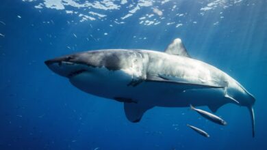 Great white sharks gather at this mysterious spot every year