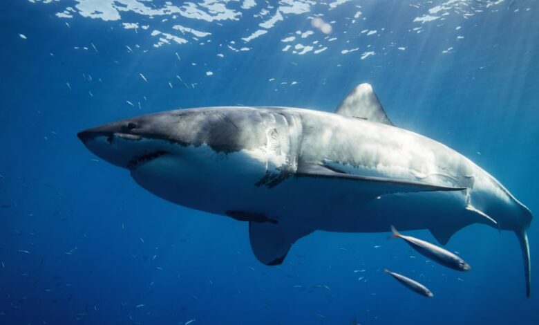 Great white sharks gather at this mysterious spot every year