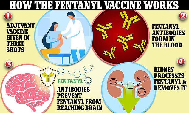 Groundbreaking vaccine for FENTANYL that prevents users from getting ‘high’ enters human trials