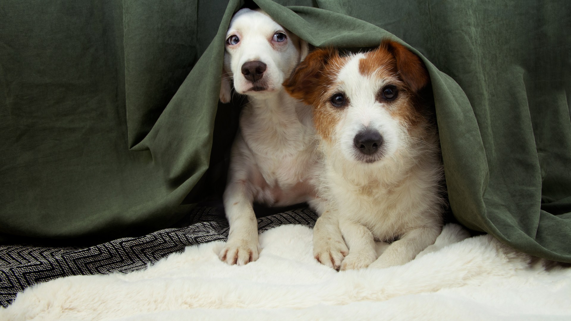 How to Calm an Anxious Dog During a Thunderstorm, According to The Dogfather