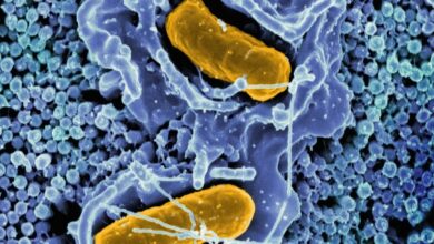 Human immune system may have evolved from ancient microbe ‘Asgard’