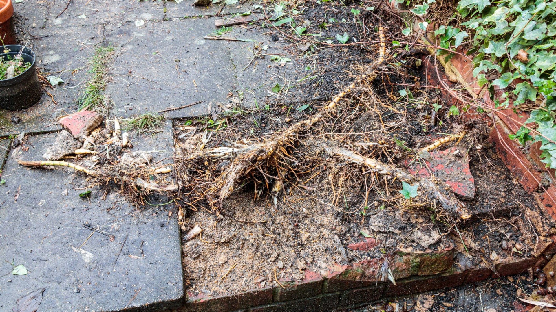 I have privacy bamboo in my overlooked garden but it has become a costly nightmare