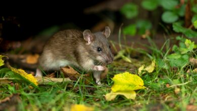 I’m a Garden Professional – 5 Tips to Deter Rats and Mice When They Take Cover in the Fall