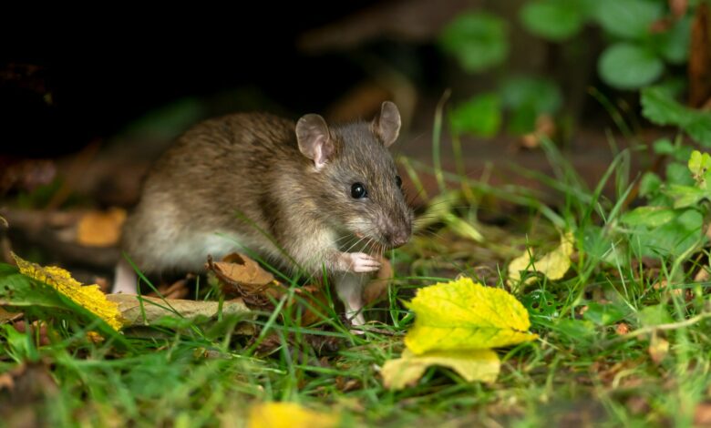 I’m a Garden Professional – 5 Tips to Deter Rats and Mice When They Take Cover in the Fall