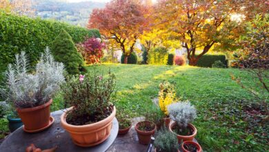 I’m a Gardening Expert – Five Things You Can Do Now to Prepare for Fall