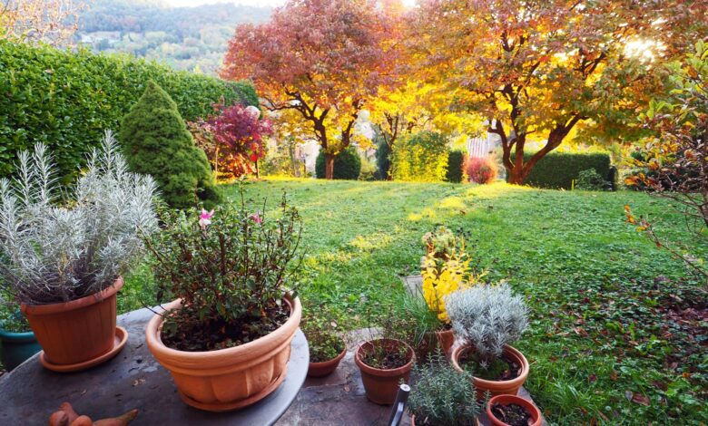 I’m a Gardening Expert – Five Things You Can Do Now to Prepare for Fall