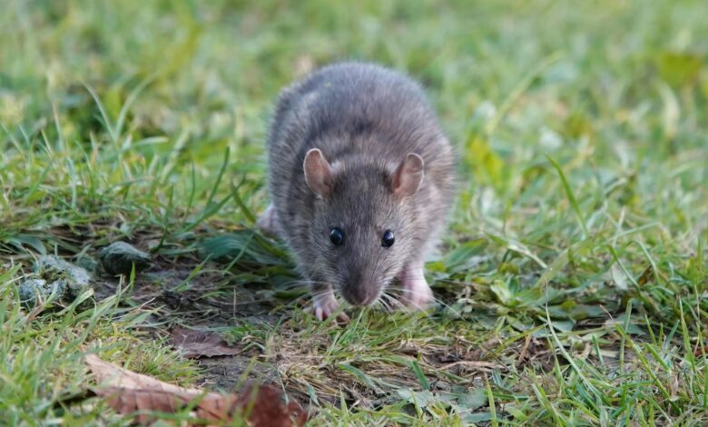 I’m a Pest Control Expert – The 30p Trick to Keep Rats Out of Your Garden for Good