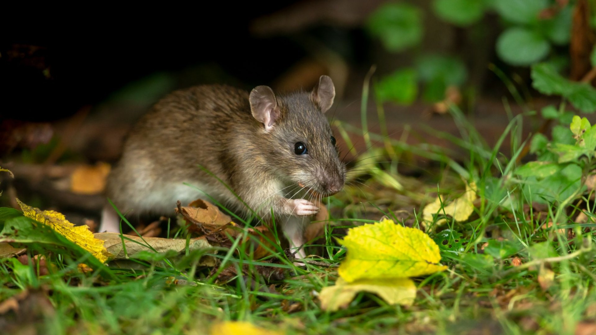 I’m a gardening expert and my 24p trick keeps rats out of your garden