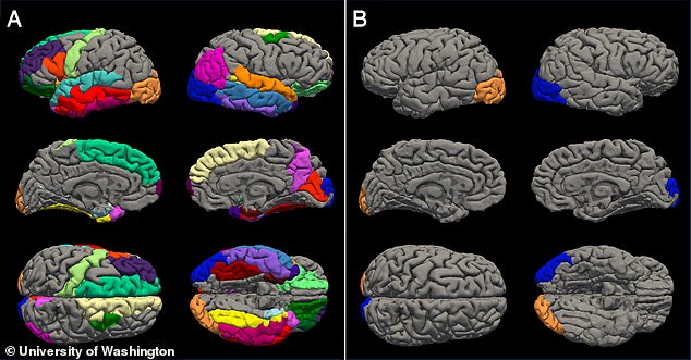 Lockdowns cause teenagers’ brains to age prematurely by up to four years, study finds