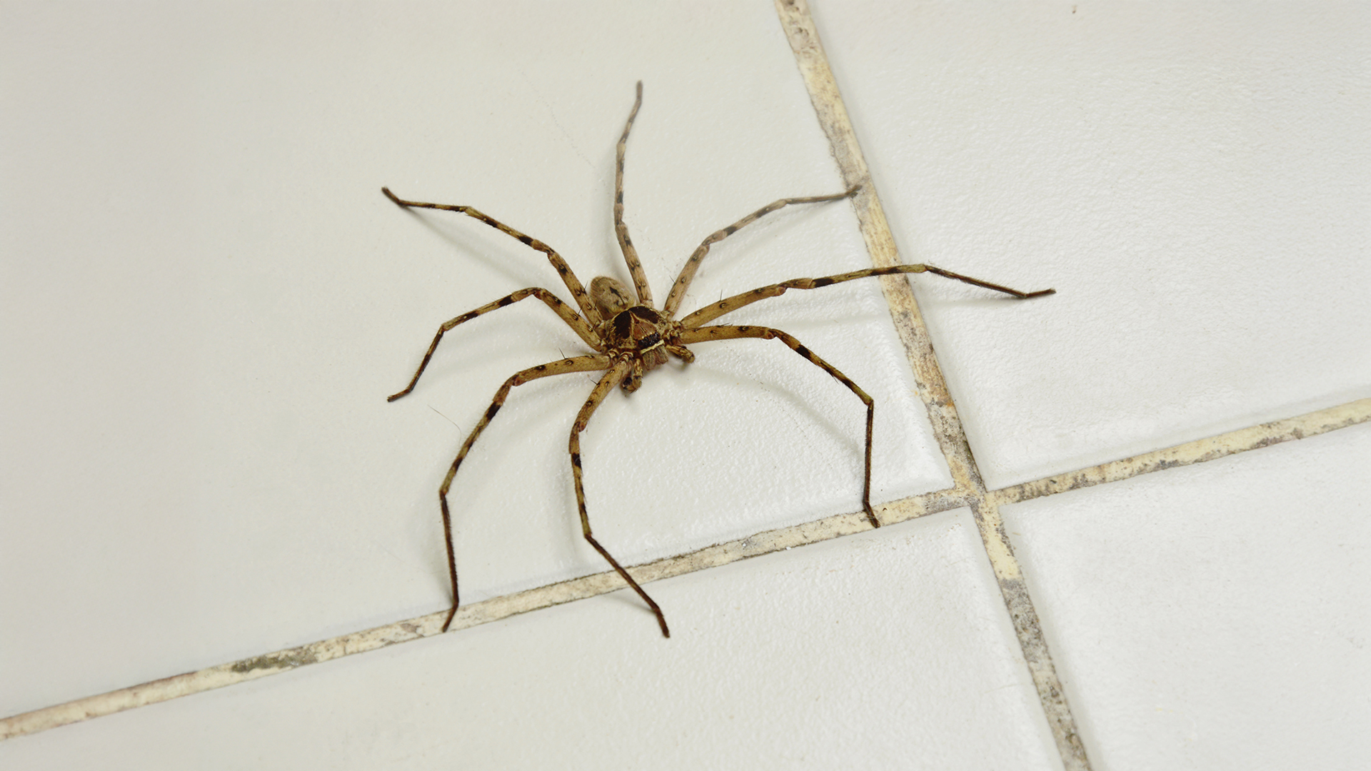 My Rules Keep Spiders Out of Your Home – Changing Your Wall Paint Can Help