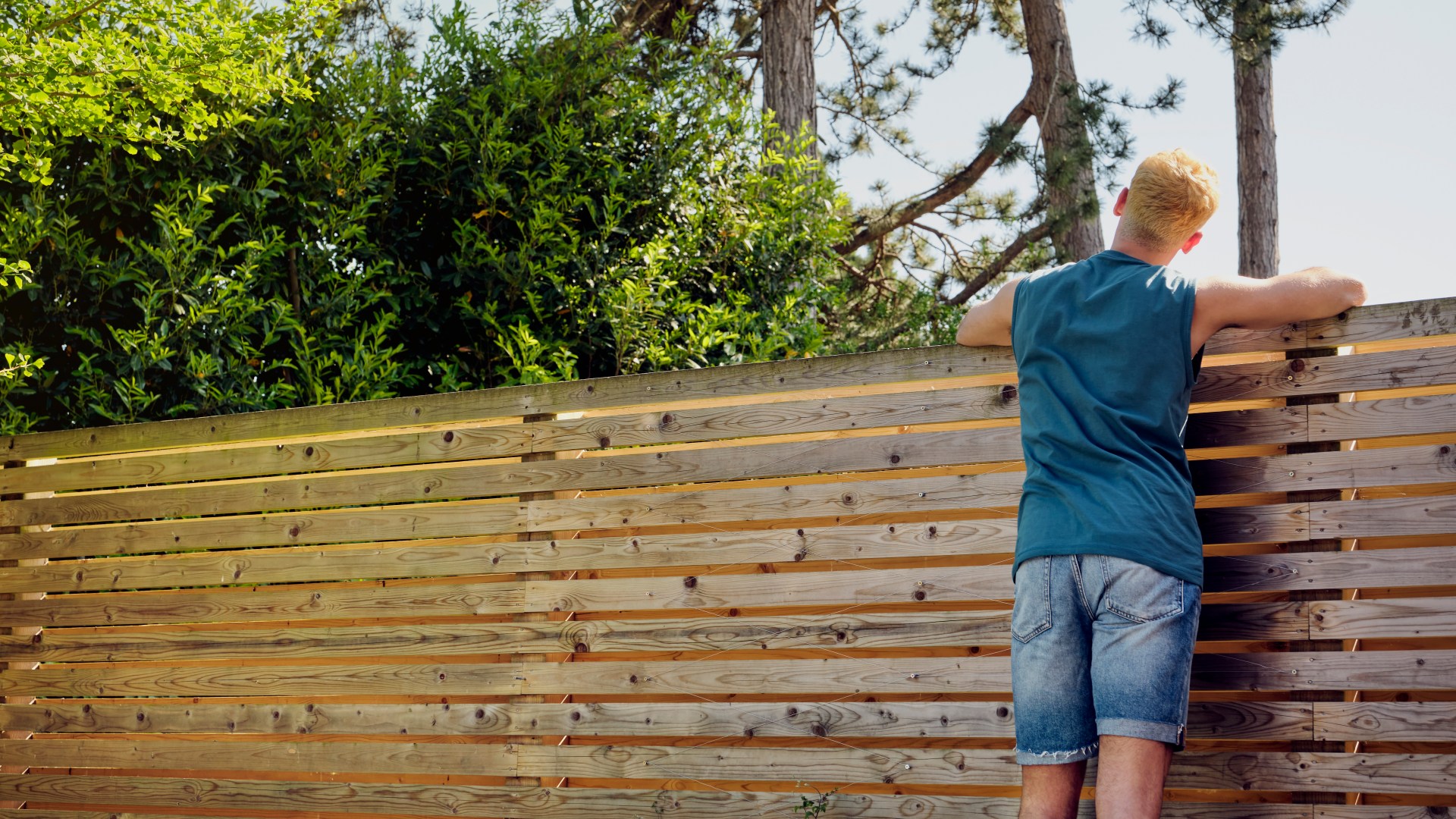 My fence offers no privacy – my £7.99 solution is recommended by professionals