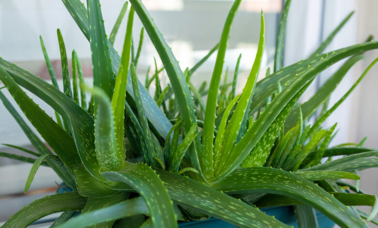 My houseplant made my damaged hair grow halfway down my back