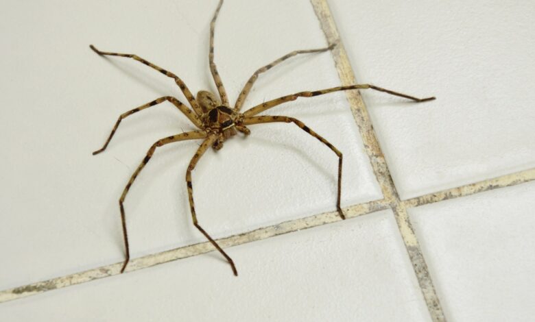 My simple 16p trick will make spiders disappear from your home instantly