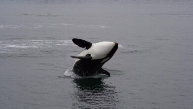 Orcas may use boats as target practice, new theory suggests