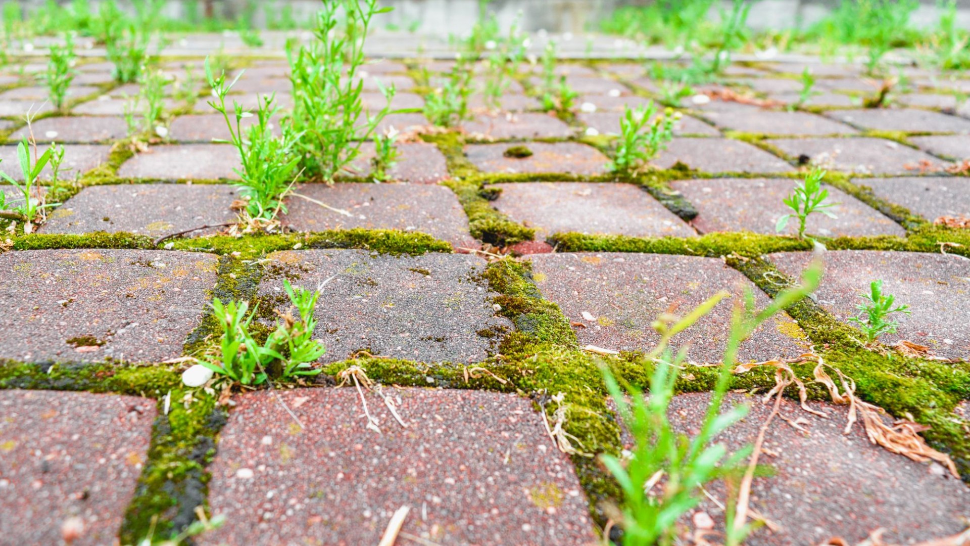 Paving Pro reveals a 35p trick that makes moss ‘disappear’ for good