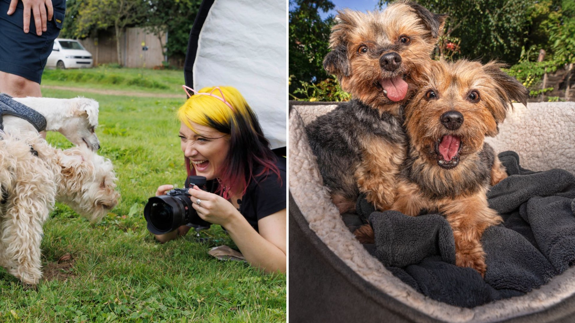 See photos from the glamorous photoshoot where ‘ugly’ dogs are treated so they can be adopted