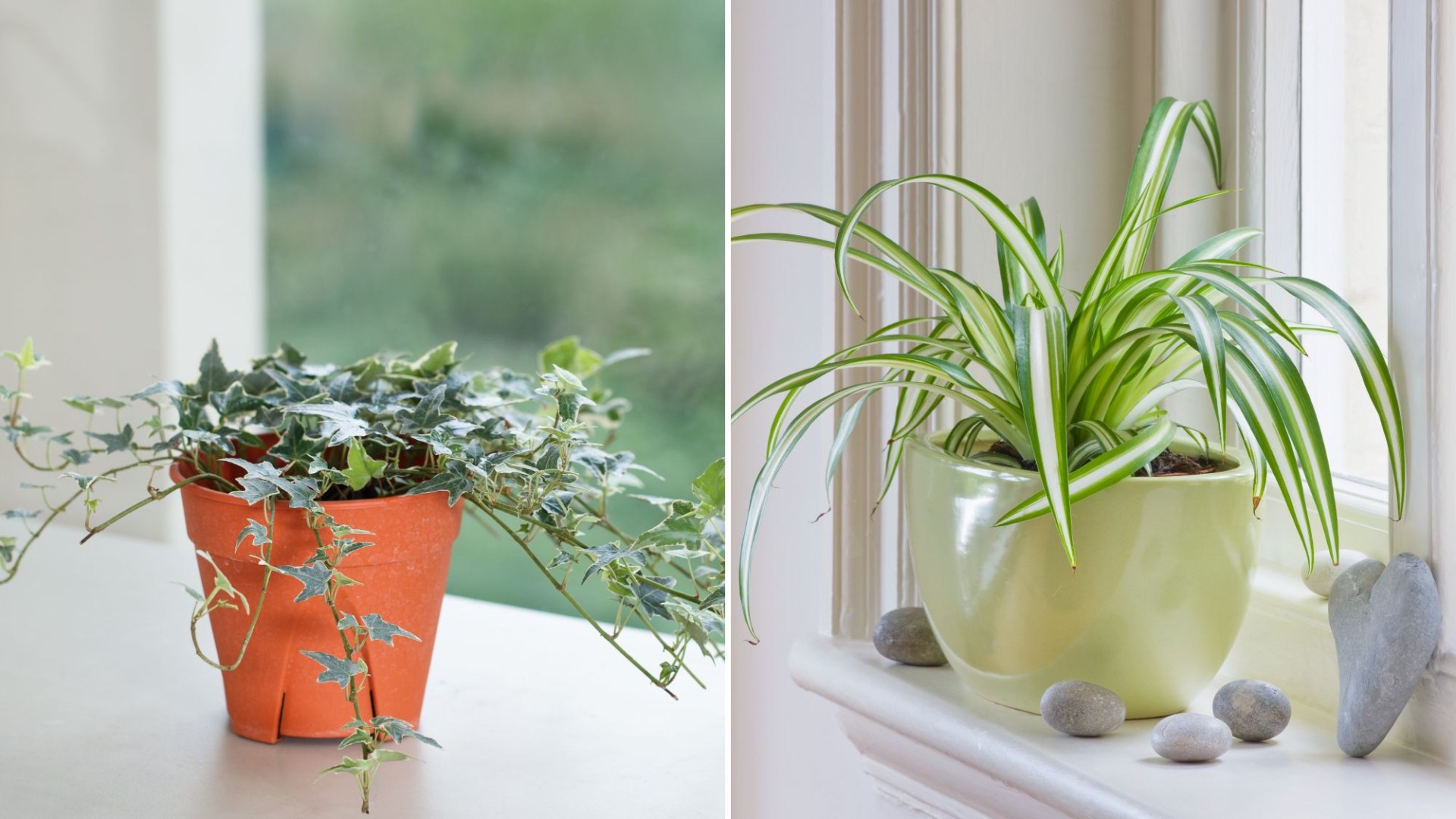 Six Houseplants You Can Buy to Prevent Mold Growth in Your Home