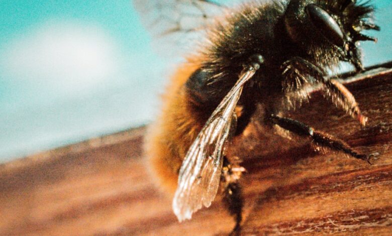 Some bumblebees may have lost their sense of smell after heat waves