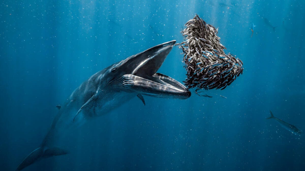 Swim through 27 winning images from the underwater photography contest