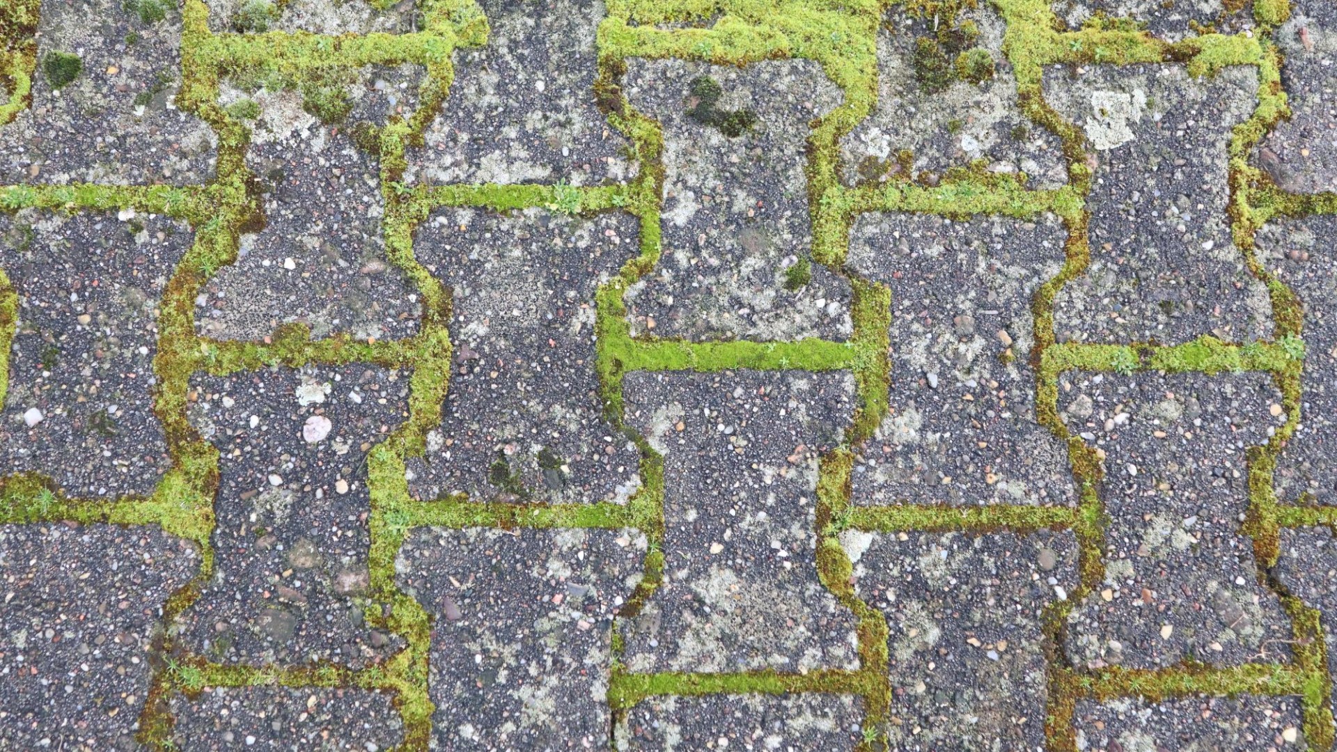 The £2 Tricks to Removing Smooth Moss from Your Patio for Good