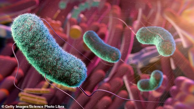 The microbiome miracle: Good bacteria don’t just live in your gut, but all over your body – and can help ward off deadly illnesses from cancers to infections. Here, doctors reveal how to nurture yours in our ultimate guide