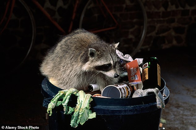 Two people in LA get brain-eating parasite from raccoons in ‘worrying’ incident