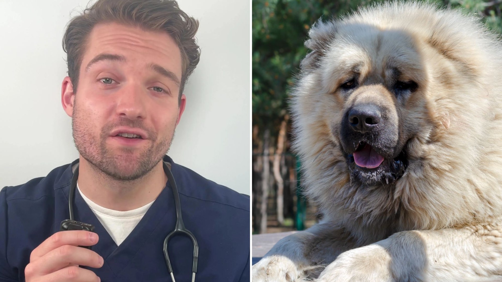 Vet reveals which dogs are most likely to die young and a breed that only lives for 5 years