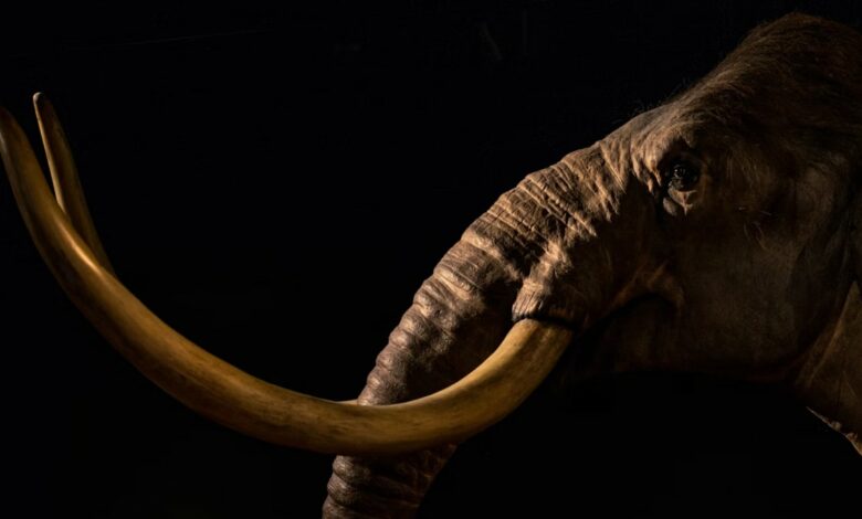 Woolly Mammoth Coming Back? Science Could Revive Extinct Species by 2028