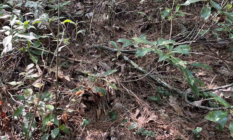 You have the eyes of a hawk if you spot the snake in the forest within 9 seconds