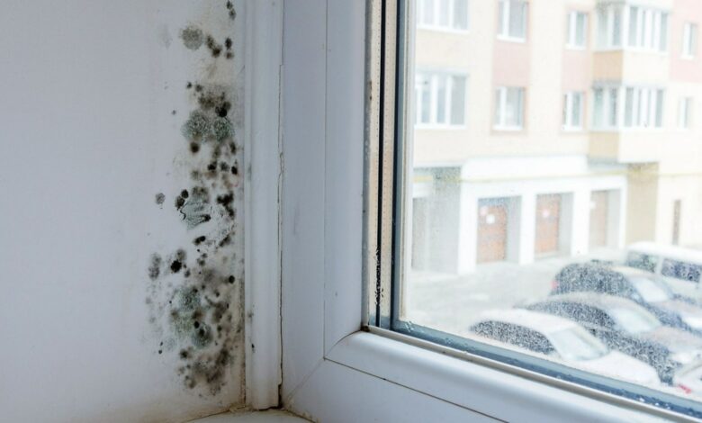 5 Ways to Stop Mold Growth in Your Home