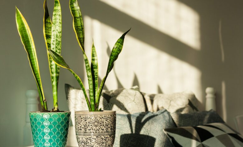 5 plants that help prevent mold – including lovely B&Q, buy for £6