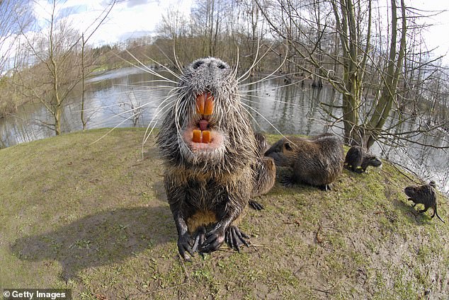 Panic ensues as dangerous three-foot rat-like creatures with orange teeth invade California