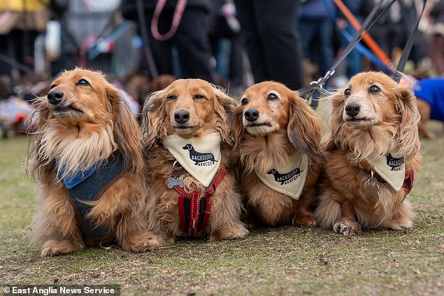 What a stunning sight! Thousands of sausage dogs take over the seaside resort for the largest gathering of its kind in the world