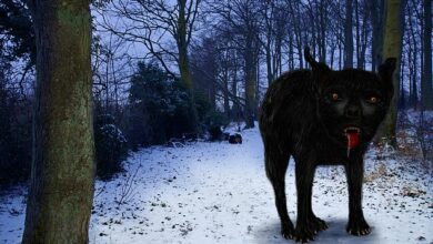 Unravelling the mystery of the Black Shuck: Experts reveal the truth behind the demon dog of East Anglia – as Charlie Cooper attempts to catch the beast on camera