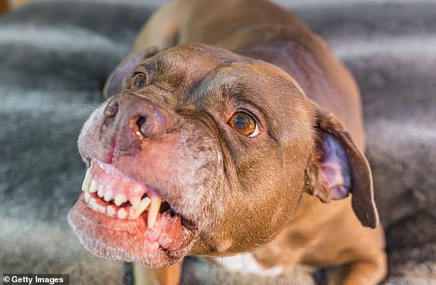 Garbutt: A woman’s arm is bitten off in horror dog attack in Townsville, Queensland