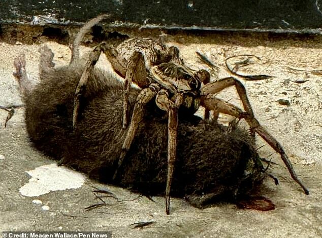 Arachnophobes, look away now! Mum captures the ‘absolutely insane’ moment she discovered a huge spider devouring a MOUSE on her doorstep