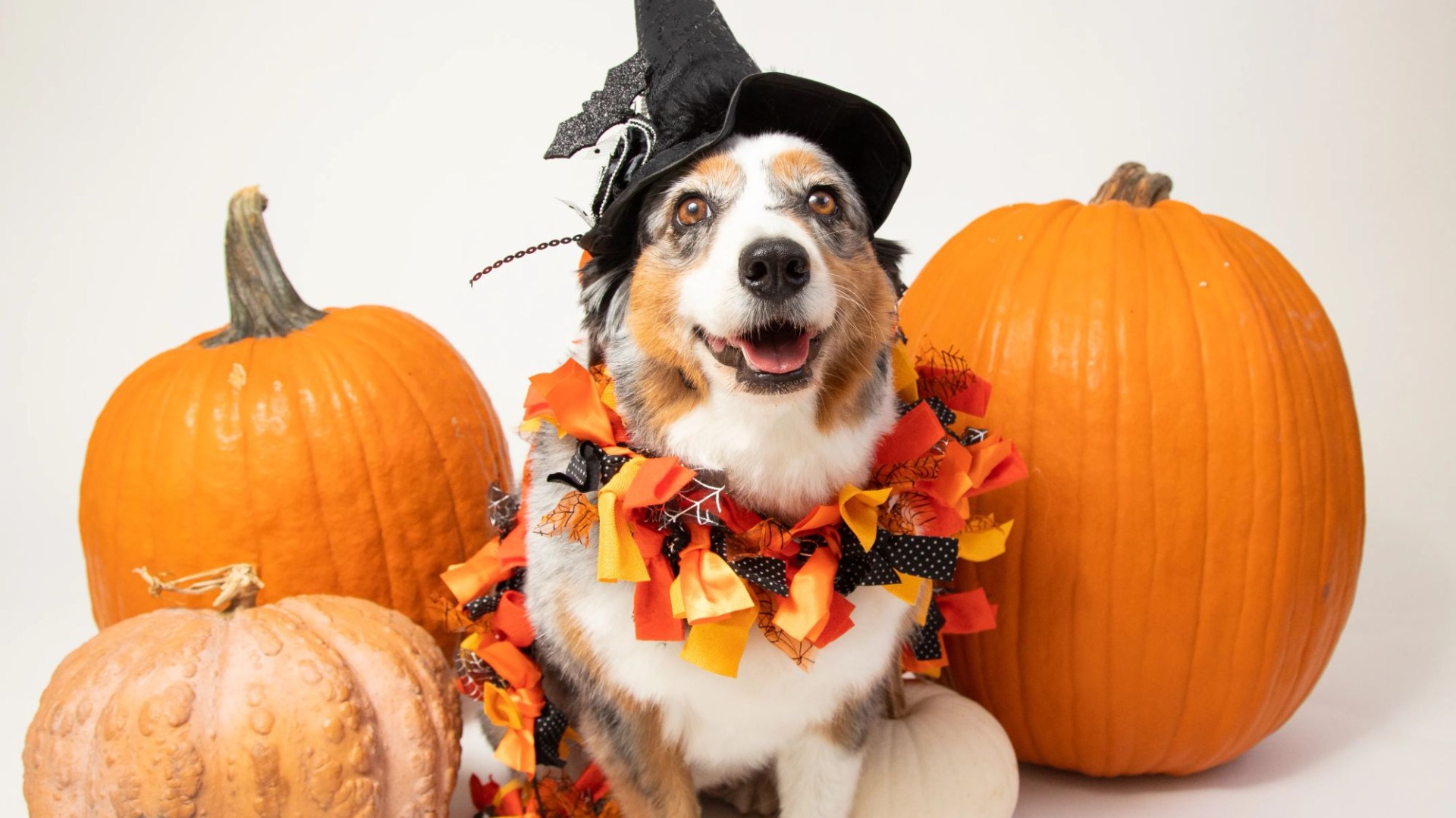 Animal expert warns ‘healthy Halloween treat’ could be deadly for dogs