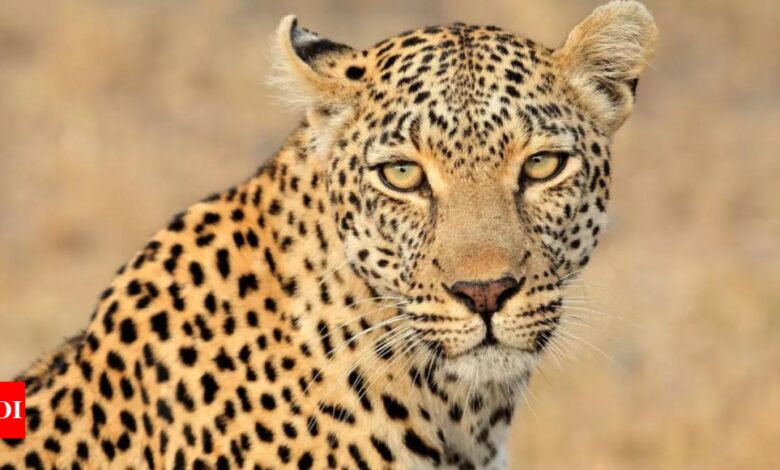 Captured leopard gasps as forest rangers wait twelve hours for arrows | India News – Times of India