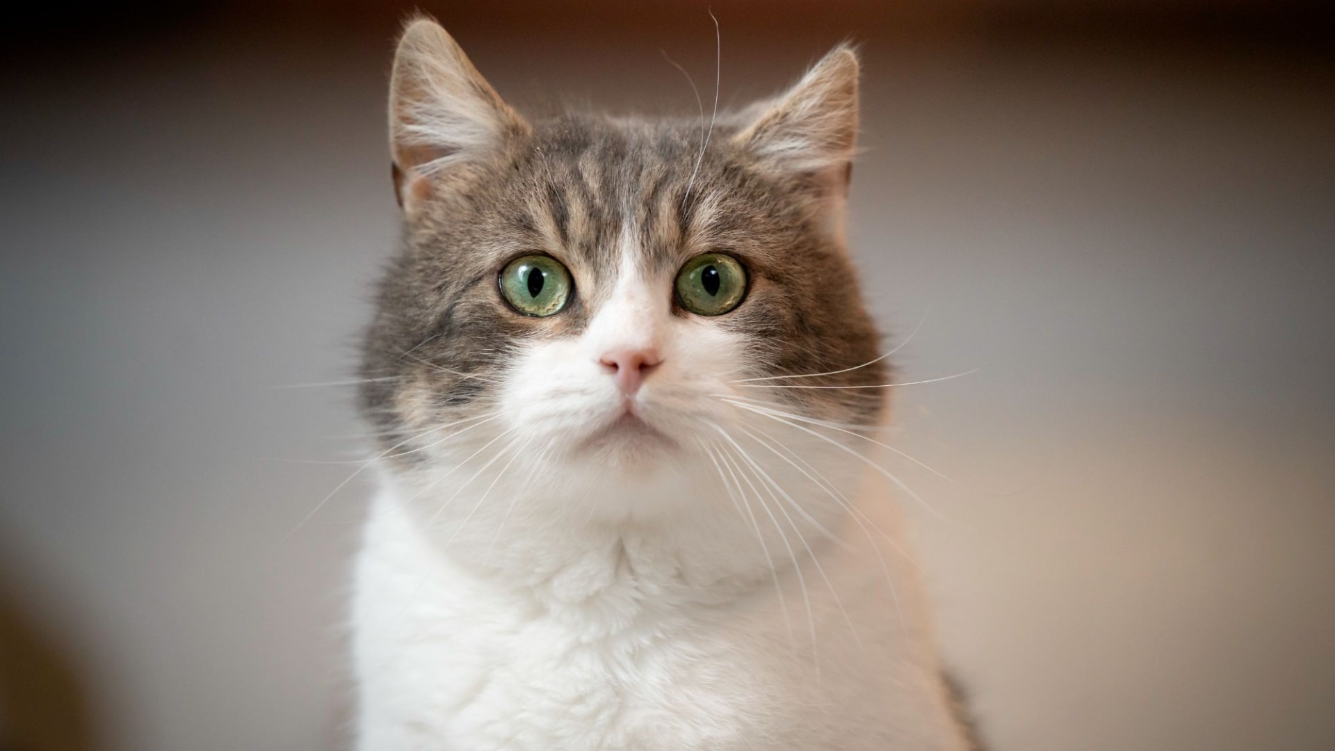 Cat owners don’t know what to feed their pets because the quiz shows how much you know